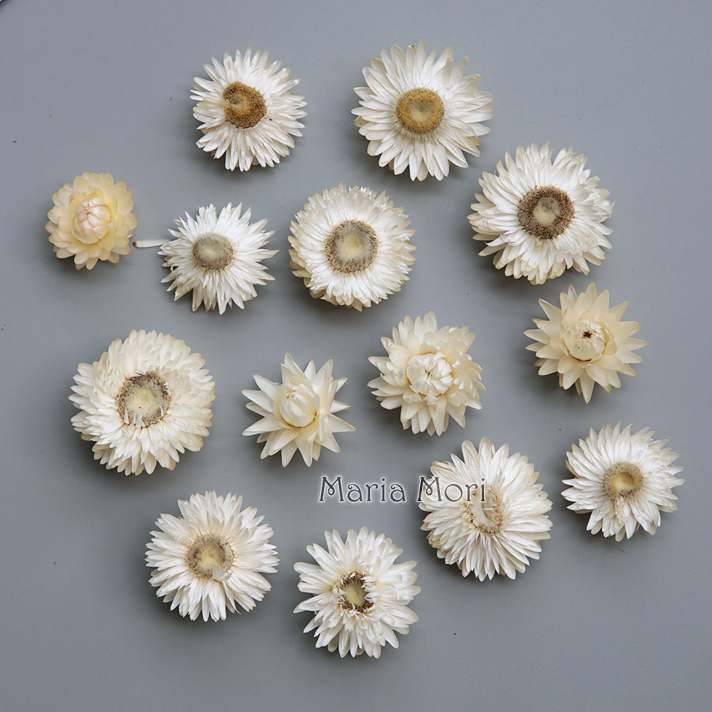 Candle Making Diy - Karangan bunga krisan warna-warni kering alami